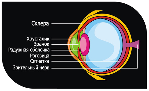 Зеница ока