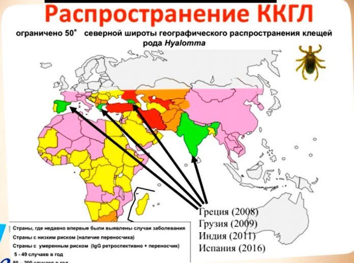 Конго крымская лихорадка презентация